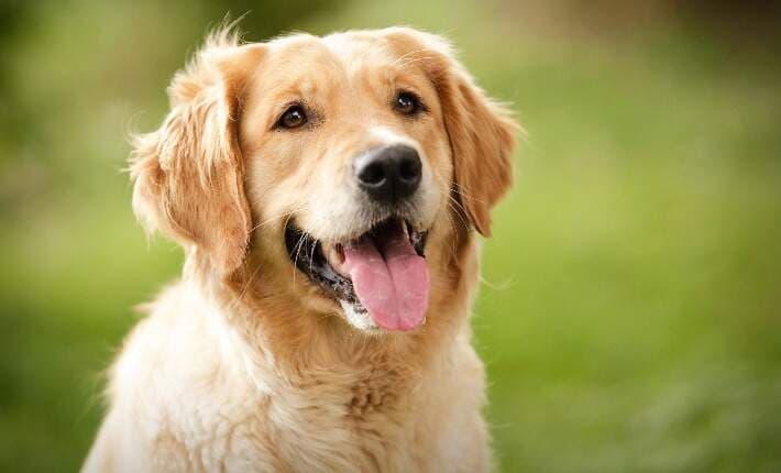 Zeytin — Golden Retriever